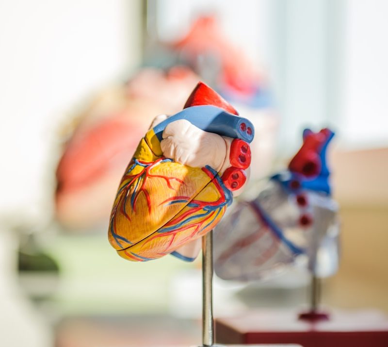 selective focus photography of heart organ illustration